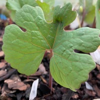 Sanguinaria canadensis